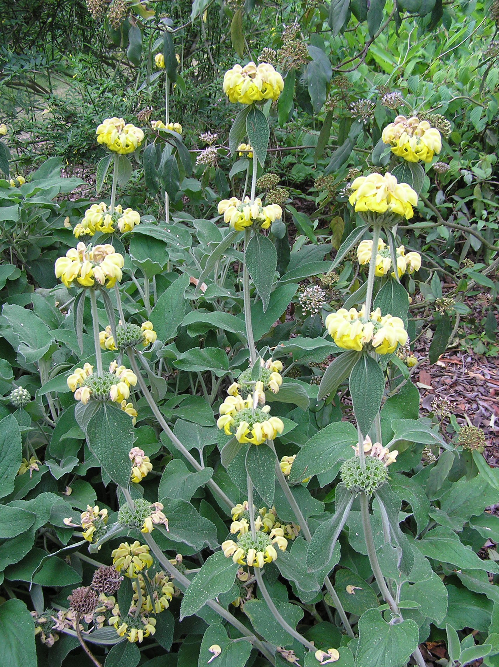 Salvia 'Phlomis russelliana'