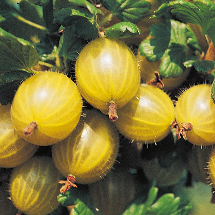 Gooseberry (Hinnomaki Yellow)	