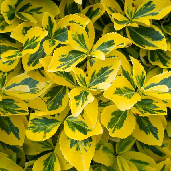 Euonymus fortunei 'Emerald 'n' Gold'  