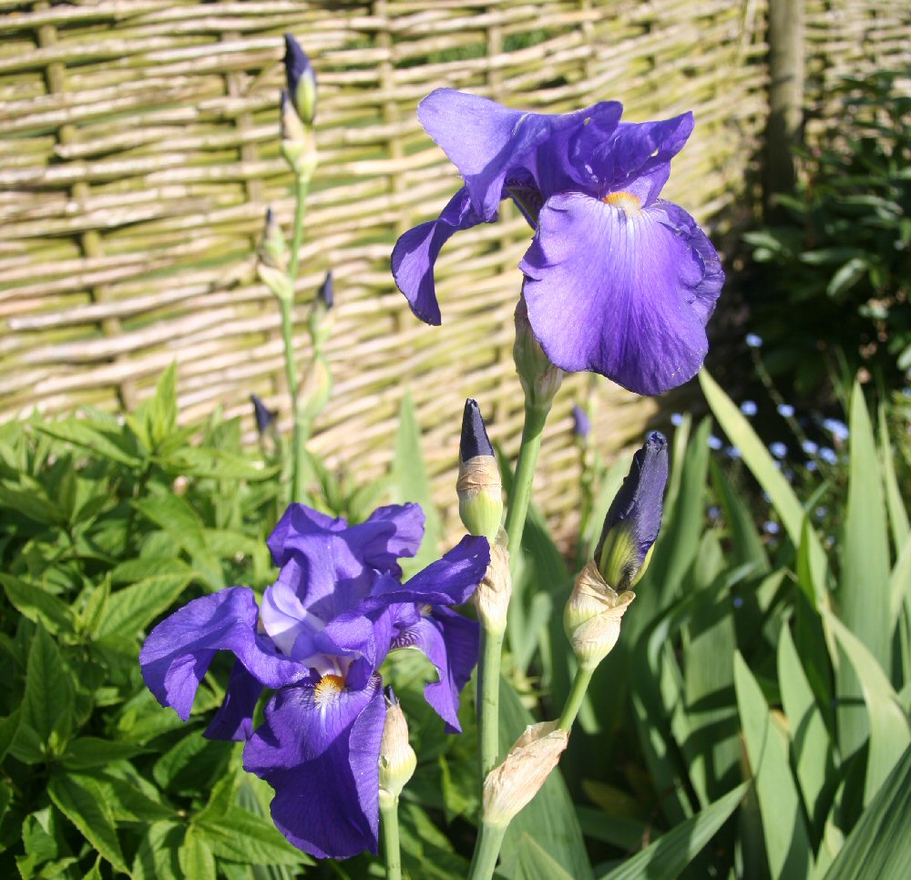 Iris Blue or Yellow