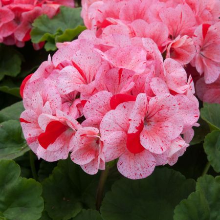 Ropley Horticultural Society